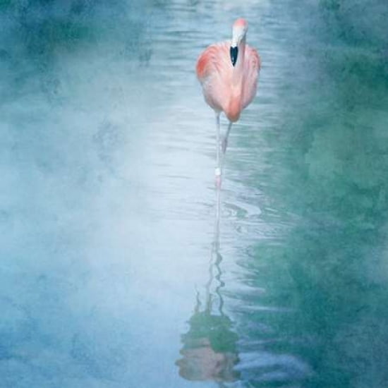 Pink Flamingo Canvas Art - Roberta Murray (24 x 24)