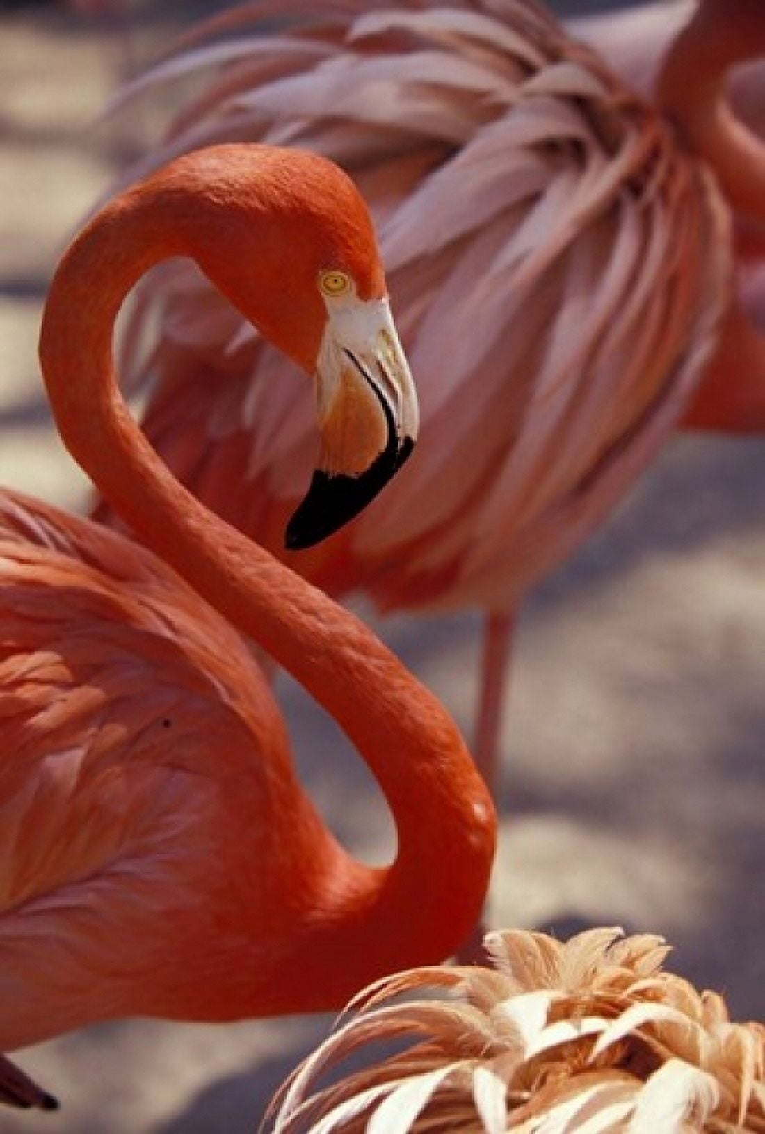 Pink Flamingo in Ardastra Gardens and Zoo Bahamas Caribbean Canvas Art - Greg Johnston DanitaDelimont (12 x 17)