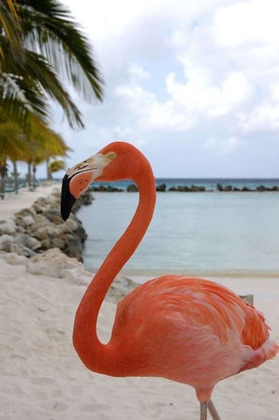 Pink Flamingo on Renaissance Island Aruba Caribbean Canvas Art - Lisa S Engelbrecht DanitaDelimont (24 x 36)