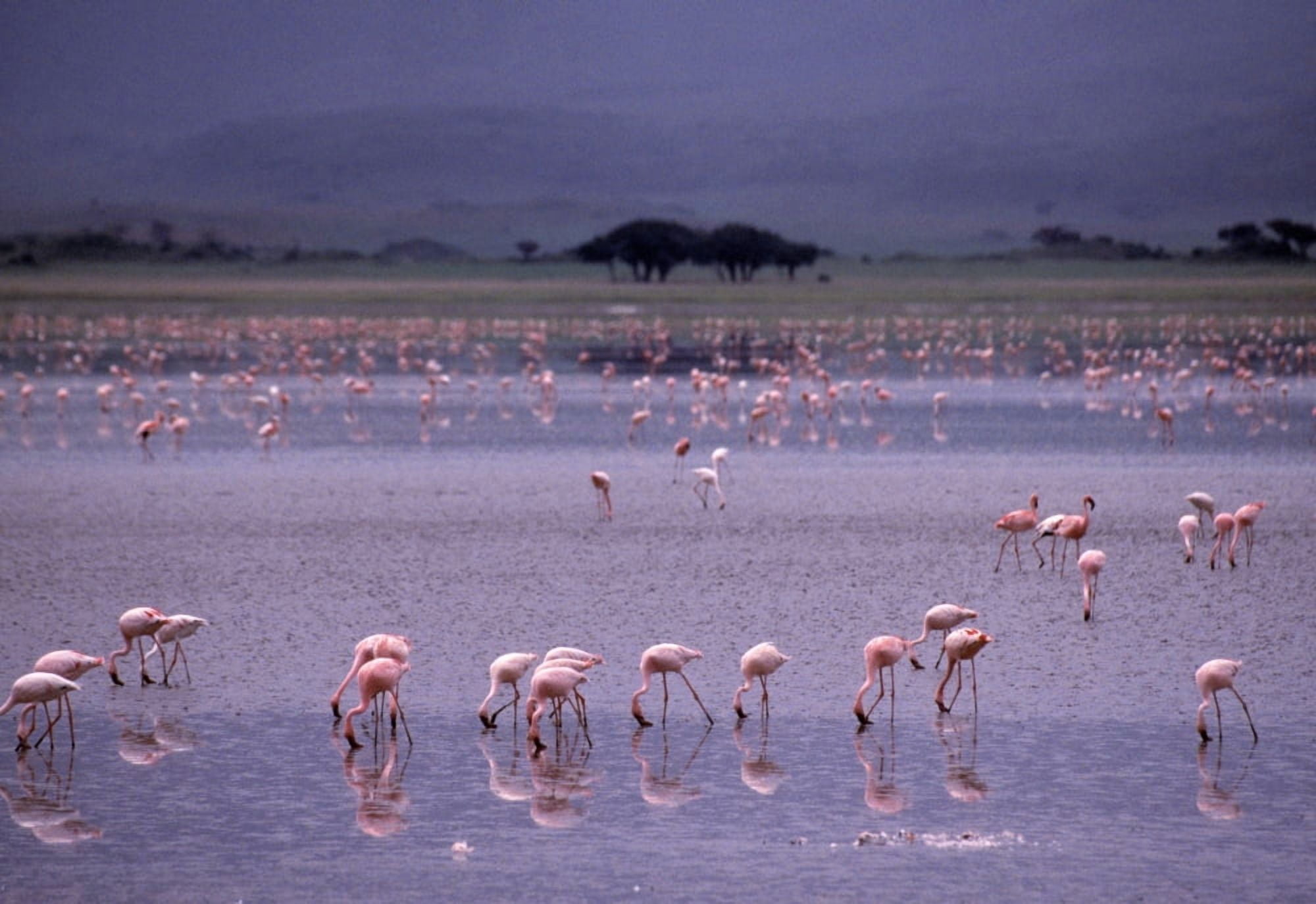 Pink Flamingos Drinking Water Canvas Art - Natural Selection Chris Pinchbeck Design Pics (18 x 12)