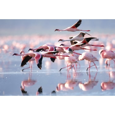 Pink Flamingos Flying Photo Photograph Flamingo Prints Flamingo Wall Decor Beach Theme Bathroom Decor Wildlife Print Pink Flamingo Bird Exotic Beach Poster Cool Wall Art Print Poster 18x12