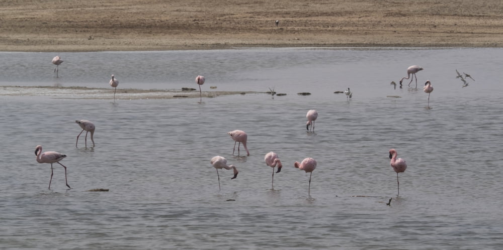 Pink Flamingos in a pond Mowe Bay Skeleton Coast National Park Kunene Namibia Canvas Art - Panoramic Images (36 x 12)