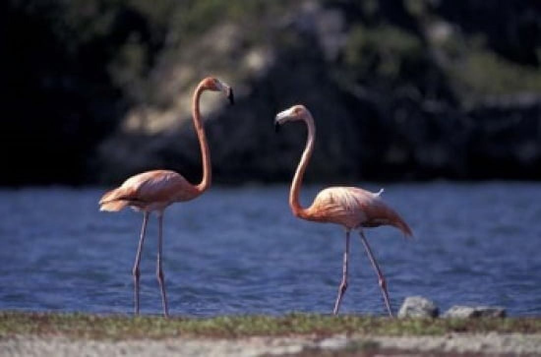 Pink Flamingos on Lake Goto Meer Bonaire Caribbean Canvas Art - Greg Johnston DanitaDelimont (24 x 15)