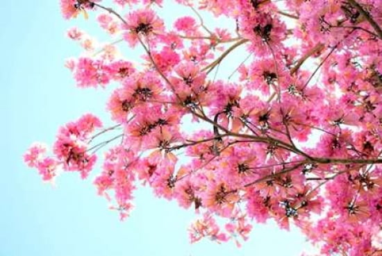 Pink Floral Branch Canvas Art - Gail Peck (20 x 28)
