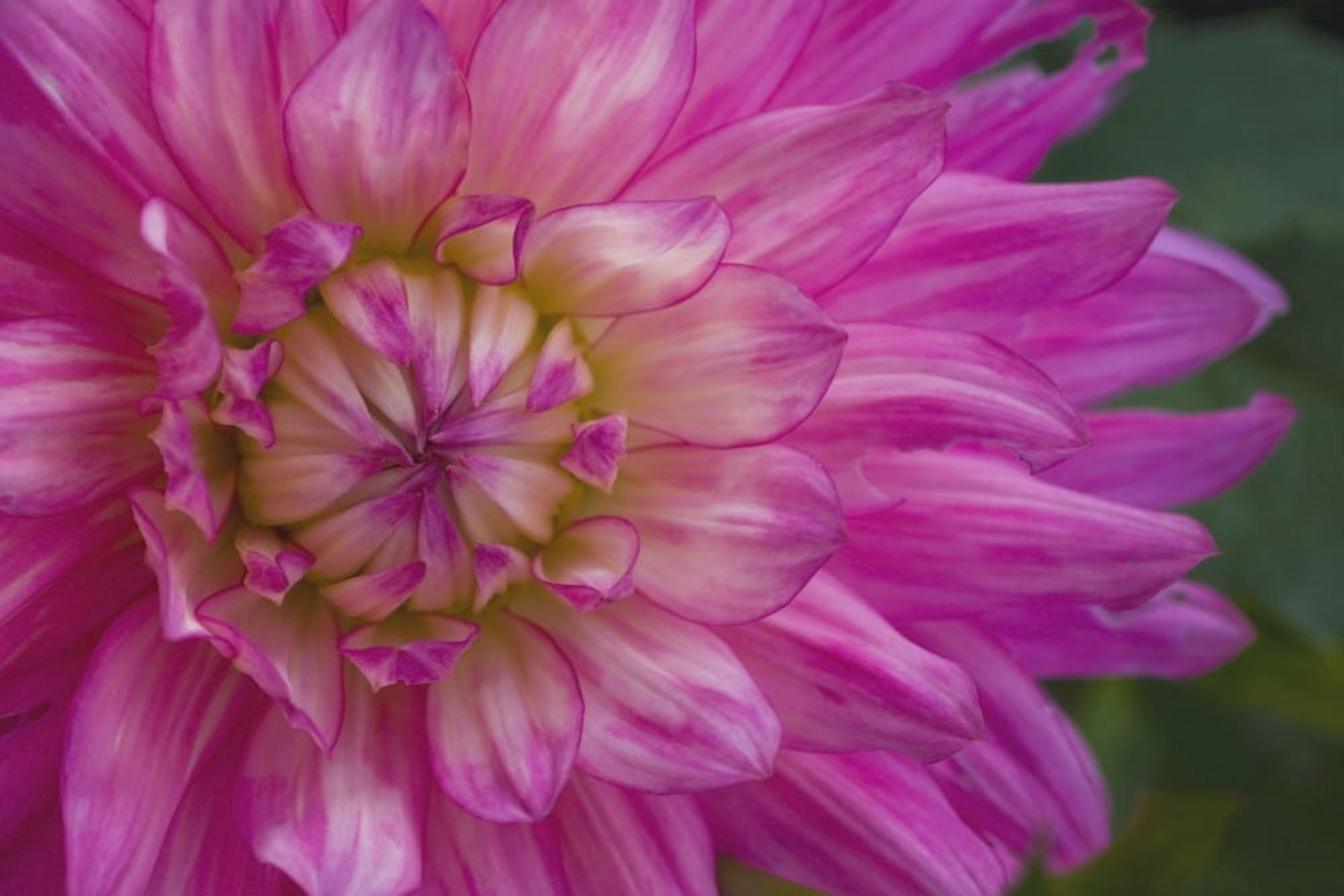 Pink Flower Canvas Art - David Chapman Design Pics (18 x 12)