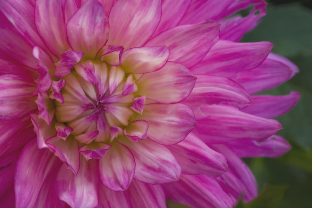 Pink Flower Canvas Art - David Chapman Design Pics (36 x 24)