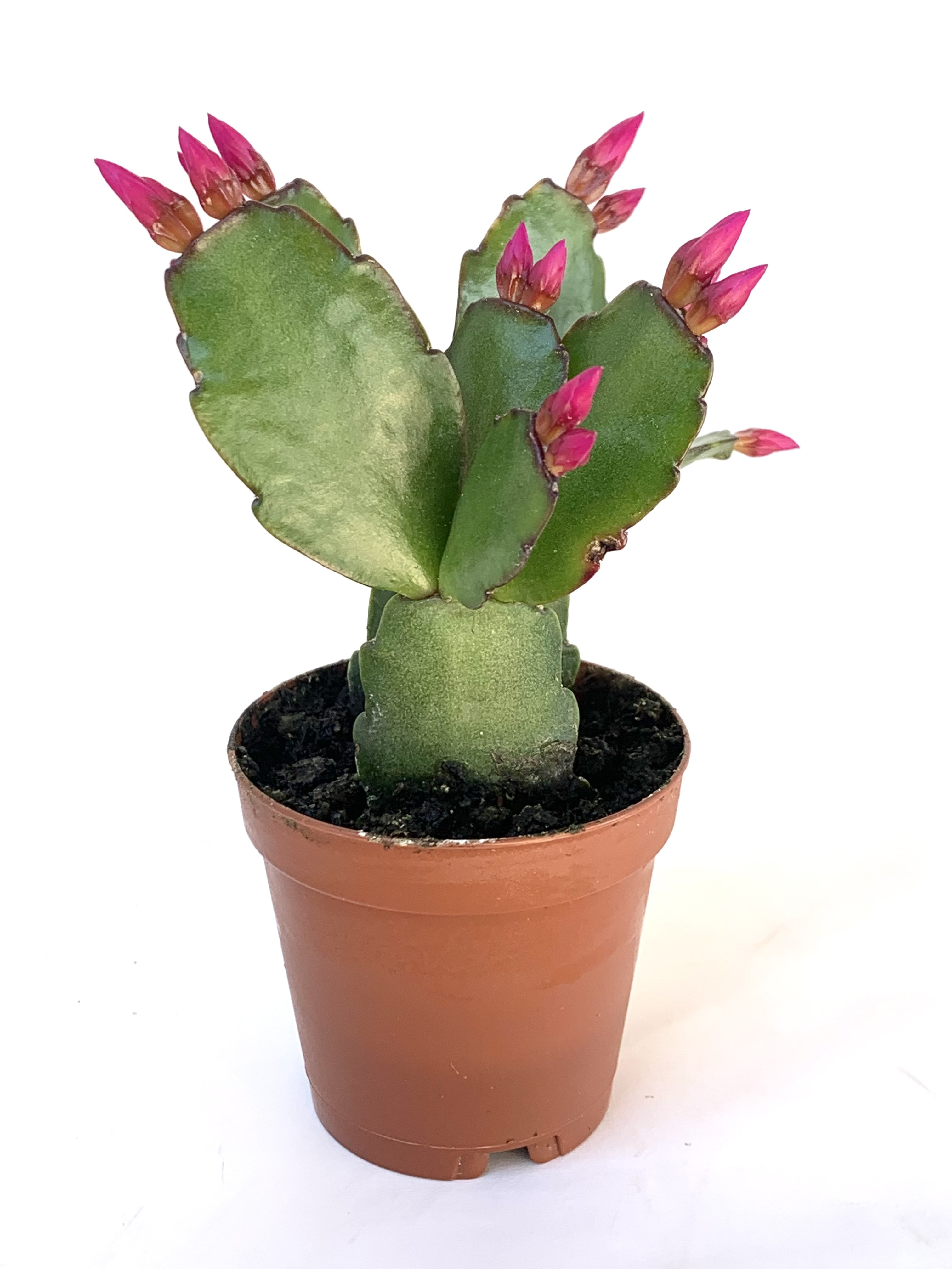 Pink Flower Easter Cactus Rhipsalidopsis Gaertnerrii Spring Cactus Houseplant
