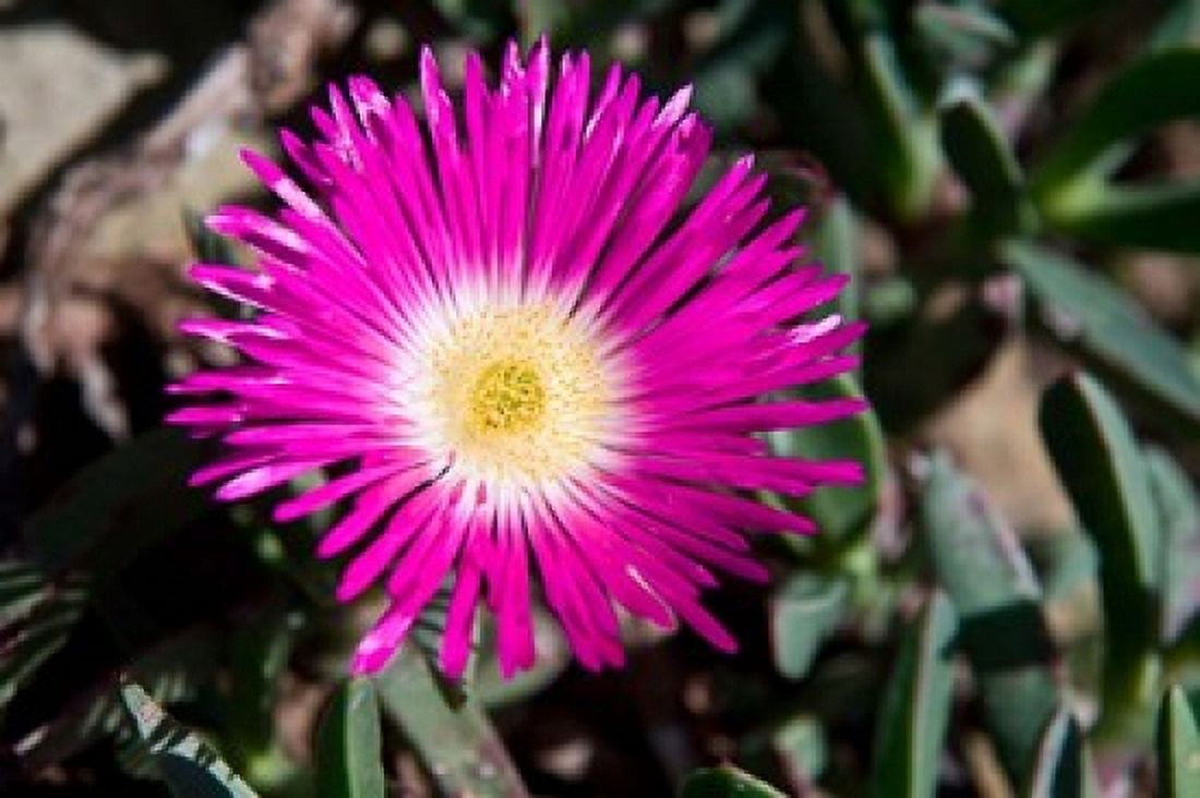 Pink Flower Kirstenbosch Gardens South Africa Canvas Art - Ralph H Bendjebar DanitaDelimont (34 x 23)
