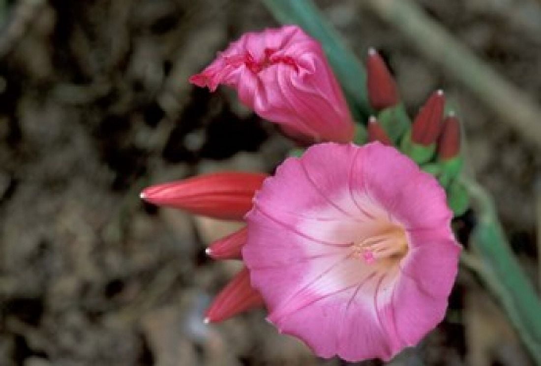 Pink Flower in Bloom Gombe National Park Tanzania Canvas Art - Kristin Mosher DanitaDelimont (35 x 24)
