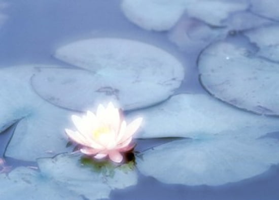 Pink Flower in Pond Lotus Canvas Art - Panoramic Images (36 x 26)