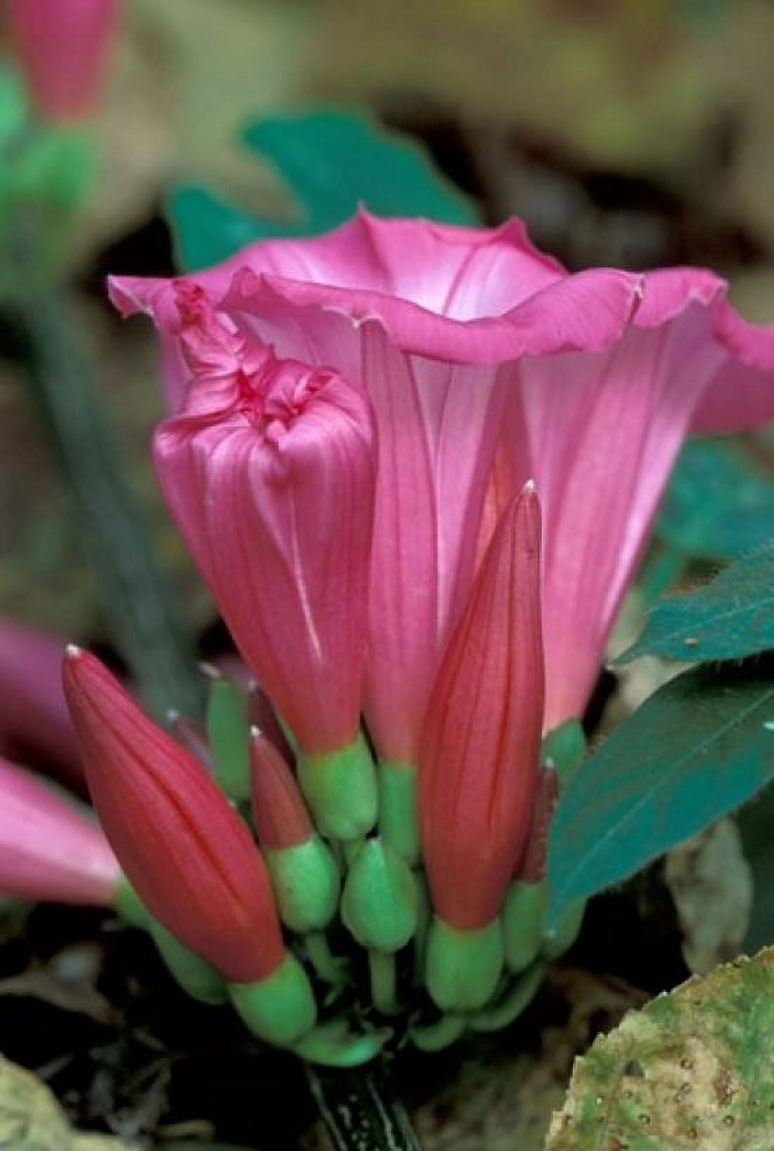 Pink Flower with buds Gombe National Park Tanzania Canvas Art - Kristin Mosher DanitaDelimont (24 x 35)