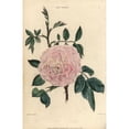 thumbnail image 1 of Pink Flowered Rosa Centifolia Leaves Thorny Stems Poster Print By ?? Florilegius Mary Evans, 1 of 3