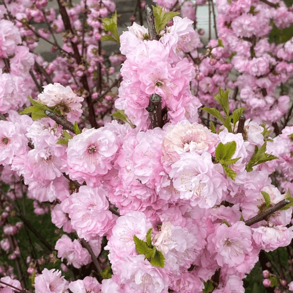 Pink Flowering Almond Shrub 810 Inch Live Plant, Fragrant Pink Blossoms Starter Plant, Hardy Flowering Plum Bush, Dormant