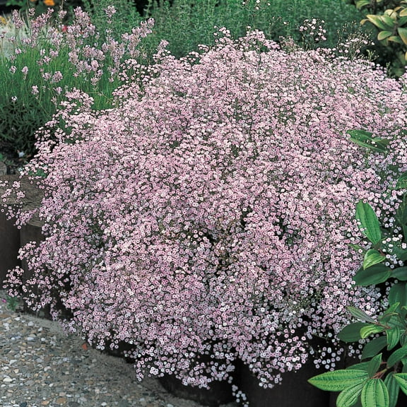 Pink Flowering Baby's Breath Dormant Bare Root Perennial Plant, 2-Pack