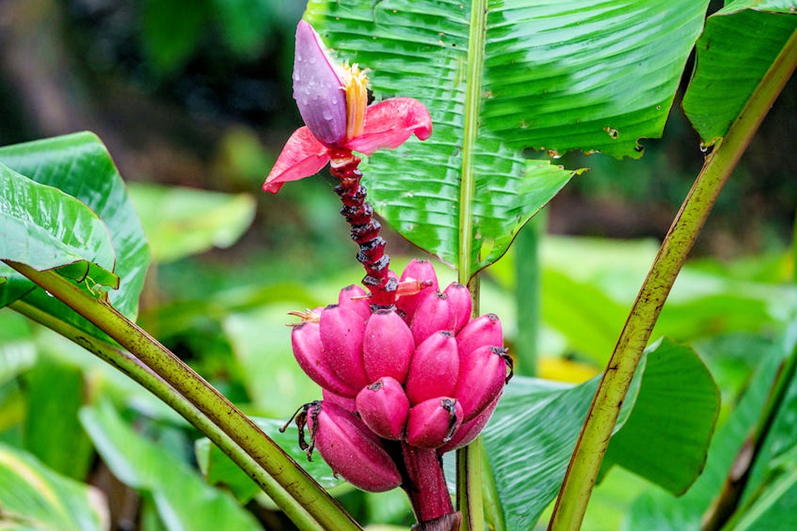 Musa Velutina Pink Flowering Banana - 20 Tropical Ornamental Seeds