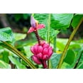 thumbnail image 1 of Pink Flowering Banana- 20 Seeds -- Nice ornamental Tropical  -Musa velutina -Good Container plant, 1 of 2