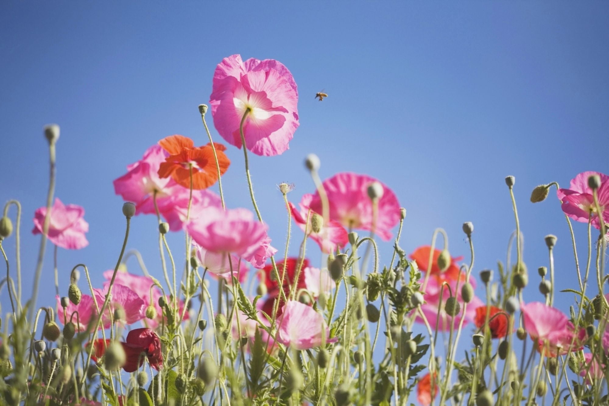 Pink Flowers Against Blue Sky Canvas Art - Craig Tuttle Design Pics (19 x 12)