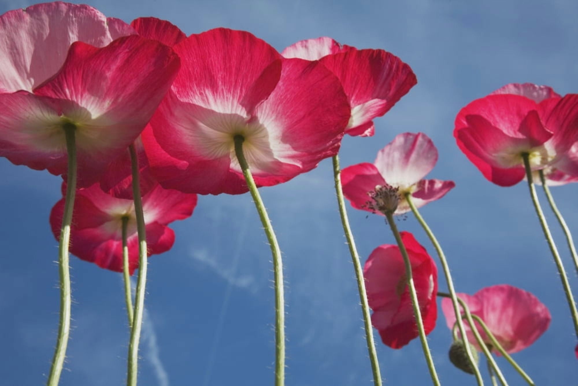 Pink Flowers Canvas Art - Craig Tuttle  Design Pics (38 x 24)