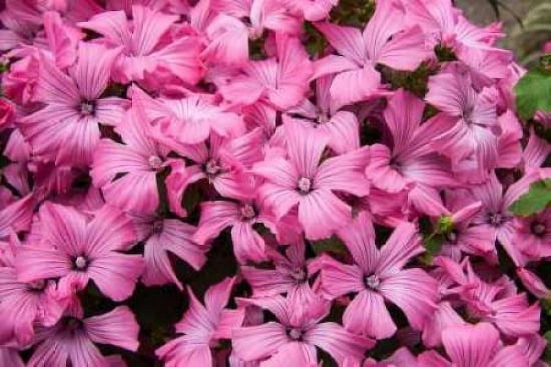 Pink Flowers Canvas Art - George Johnson (20 x 28)