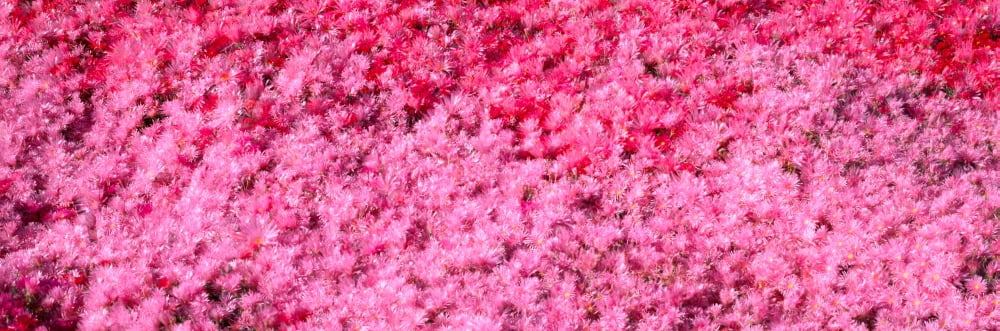 Pink Flowers Channel Islands California Canvas Art - Panoramic Images (27 x 9)
