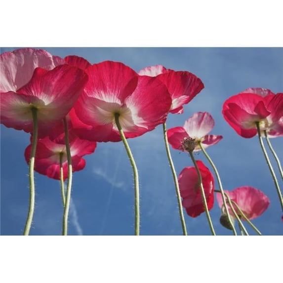 Pink Flowers Poster Print - 19 x 12