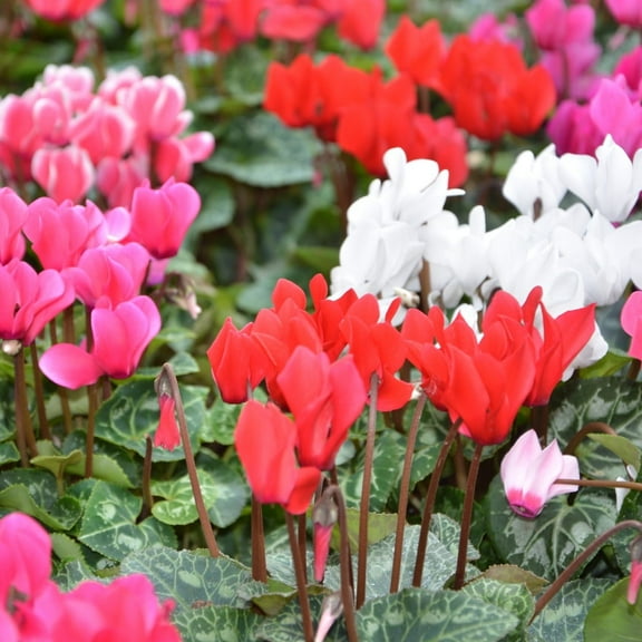 Pink Flutter Cyclamen Flowers, 6 Bulbs - Attracts Bees & Butterflies - Spring Blooming, Easy to Grow & Maintain