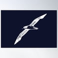 thumbnail image 1 of Pink-Footed Shearwater White Design Poster Wall Art, Modern Wall Decor For Living Room Bedroom, 16x24 UNFRAMED, 1 of 3
