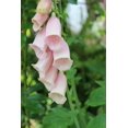 thumbnail image 1 of Pink Foxglove Digitalis Cut Flowers Premium Seed Packet, 1 of 1