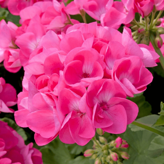Pink Geranium Live Plant, Vibrant Blooms Geranium Plant, Perennial Geranium Flowers 4 to 6 Inc Tall for Indoor Outdoor