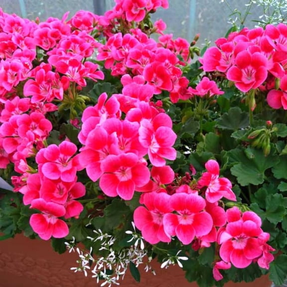 Pink Geranium Plants Live, 2 Plants, Geranium Flower Plants, Size Plant 4 Inches