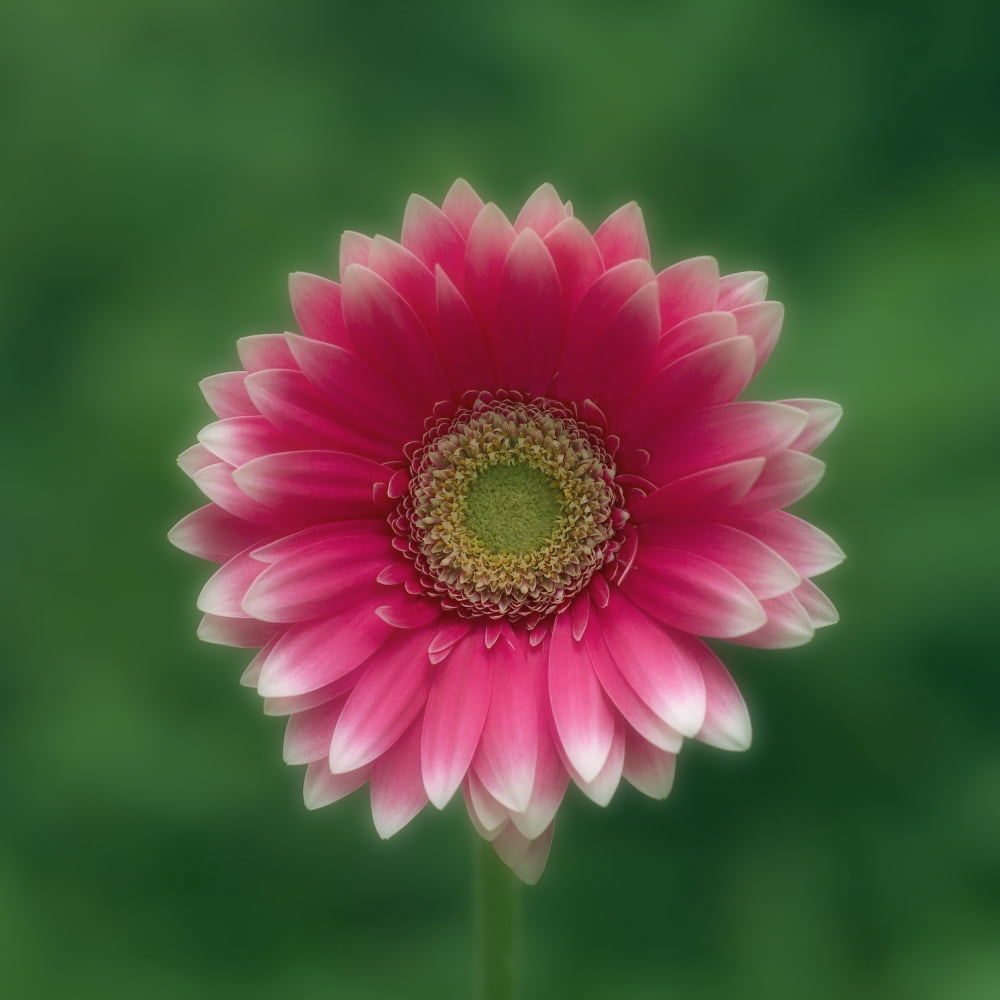 Pink Gerber Daisy Canvas Art - Darwin Wiggett Design Pics (15 x 15)