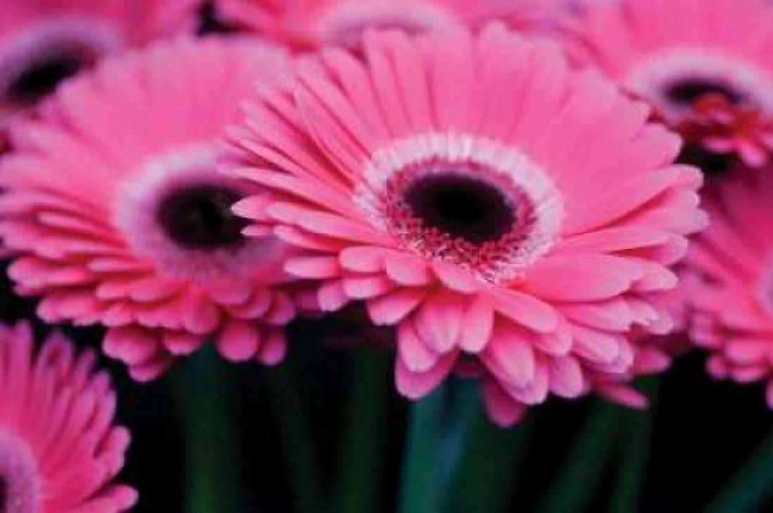 Pink Gerbera Daisies I Canvas Art - Erin Berzel (20 x 28)