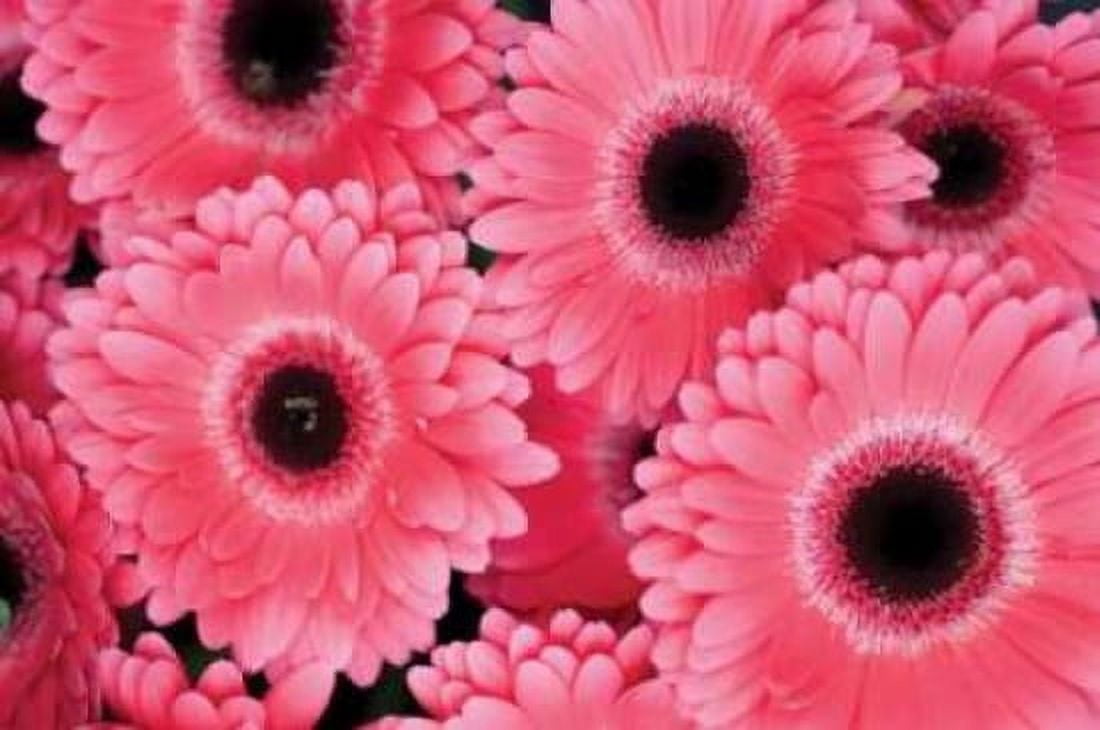 Pink Gerbera Daisies III Canvas Art - Erin Berzel (20 x 28)