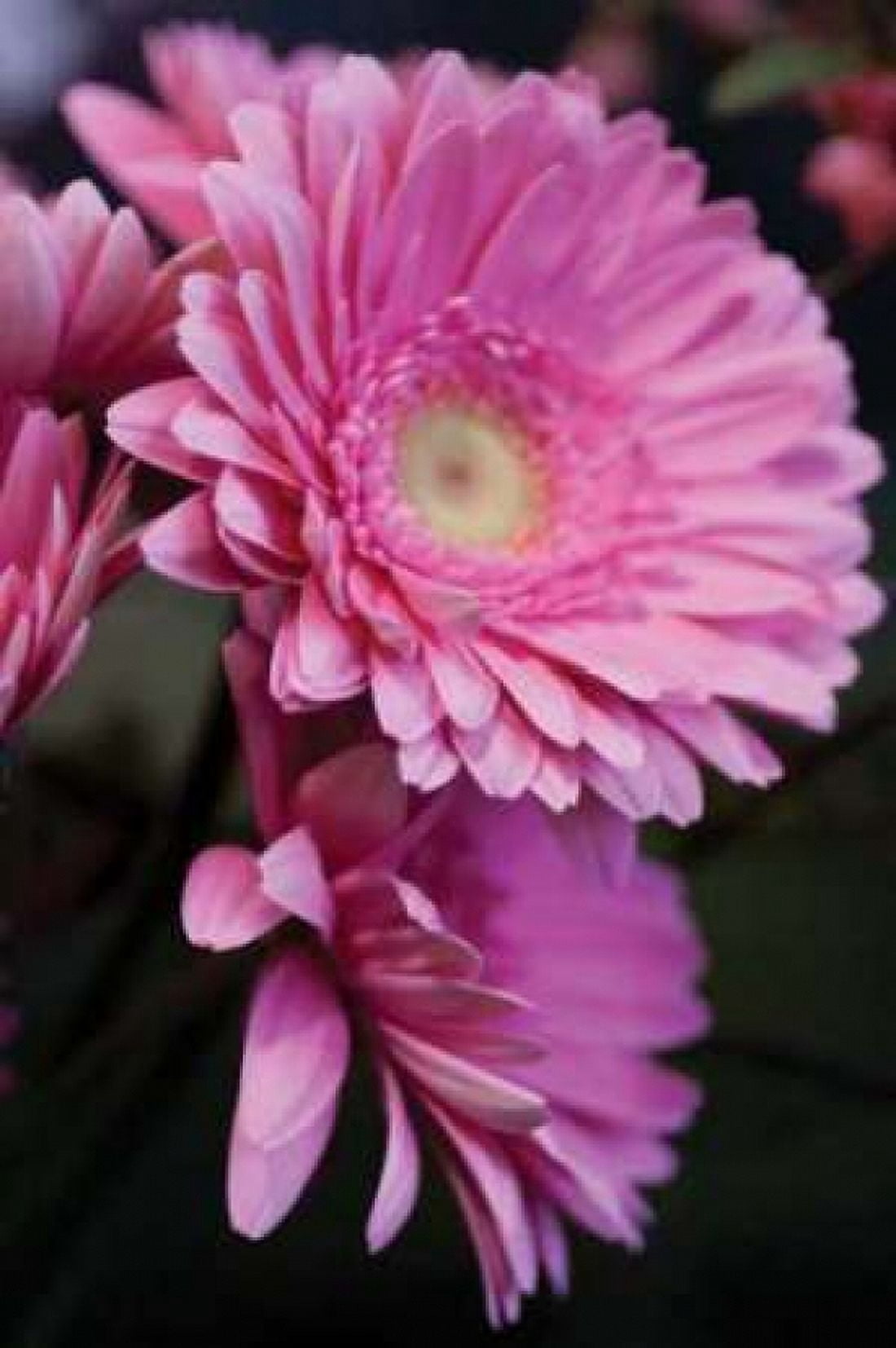 Pink Gerbera Daisies IV Canvas Art - Erin Berzel (20 x 28)