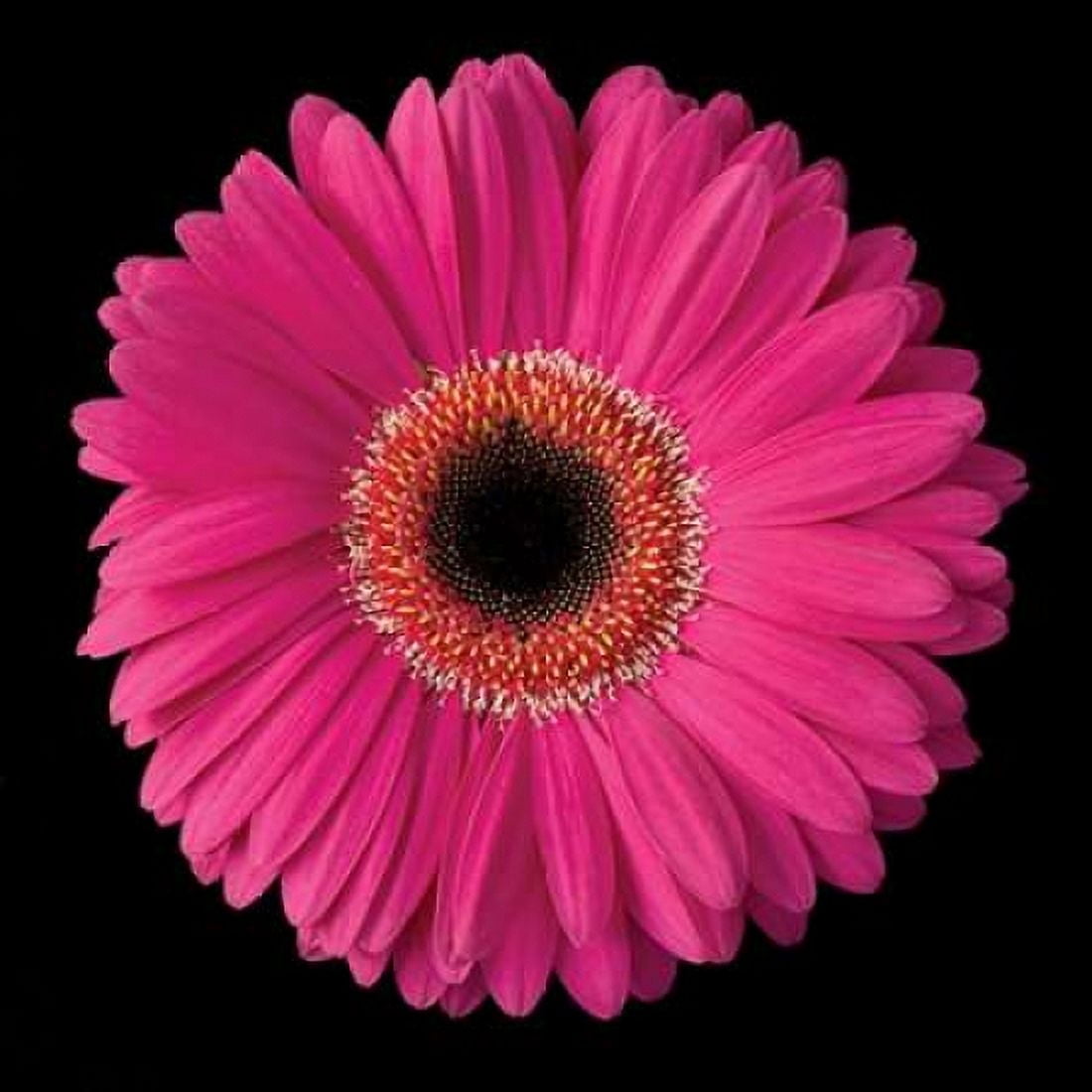 Pink Gerbera Daisy Canvas Art - Jim Christensen (24 x 24)