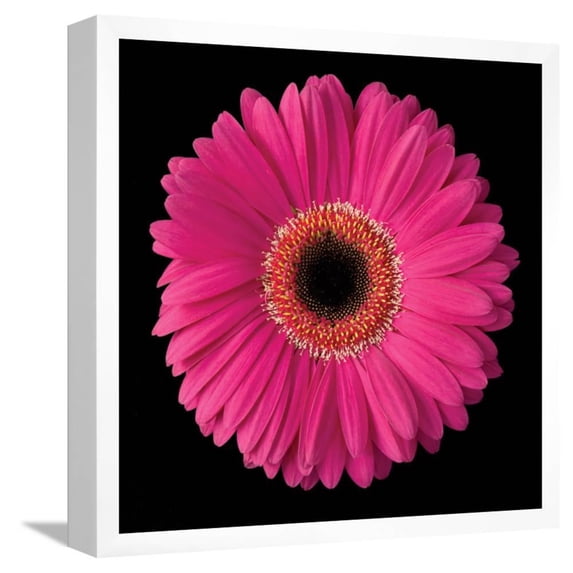 Pink Gerbera Daisy, Framed Art Print Wall Art by Jim Christensen Sold by Art.Com