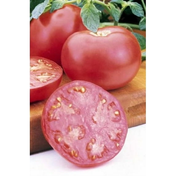 Pink Girl Tomato Plant- Two (2) Live Plants - Not Seeds - Each 5" to 7" Tall, in 3.5 Inch Pots