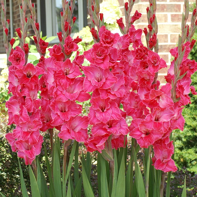 Pink Gladiolus Flower Bulbs Value Bag - 30 Bulbs per Pack - Attracts Butterflies and Hummingbirds - Deer Resistant - Good as Cut Flowers - Grows Well in Containers - Perennializing - Live Garden