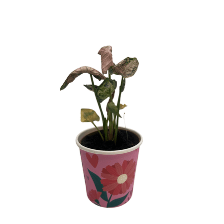 Pink Godzilla Arrowhead Plant - Syngonium - Nepthytis - 2" Pot