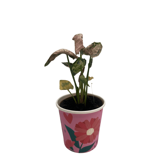 Pink Godzilla Arrowhead Plant - Syngonium - Nepthytis - 2" Pot