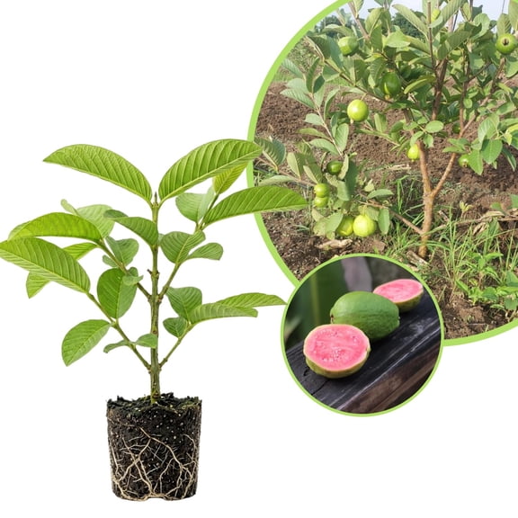 Pink Guava Live Plant, 4 to 6 Inches, Well Rooted Fragrant Guava for Garden