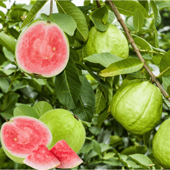 Pink Guava Live Plant, Fragrant Pink Guava Tree, Sweet Guava Fruit Tree for Garden 4 to 6 Inc Tall
