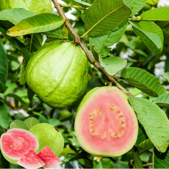 Pink Guava Live Plant, Fragrant Pink Guava Tree, Sweet Guava Fruit Tree for Garden 6 to 10 Inc Tall