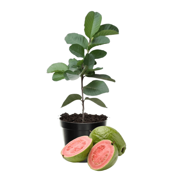 Pink Guava Live Tree Plant, Pink Guava Plant, Sweet Tropical Fruit, 4-7 inches Tall in 4 inch Pot for Growing