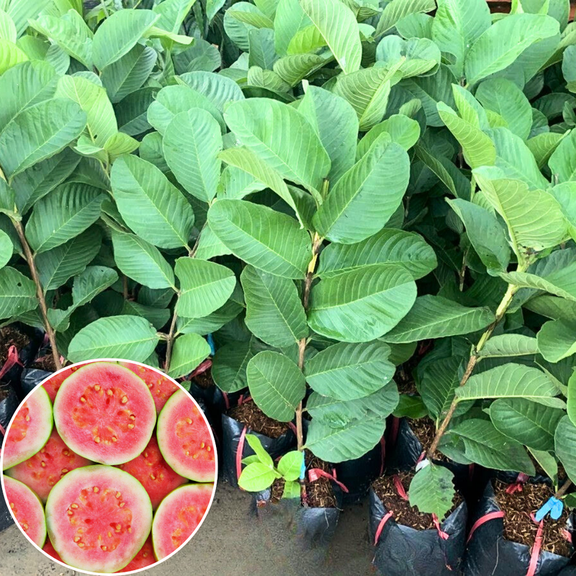 Pink Guava Plant Live 4-8 Inch Tall, Sweet Tropical Guava Fruit Tree Seedling, Garden and Container Growing