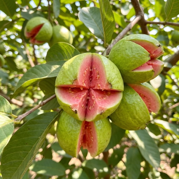 Pink Guava Plant Live, Tropical Guava Tree 6-10'' Tall, Sweet, Hardy Fruit Tree for Outdoor Garden Planting