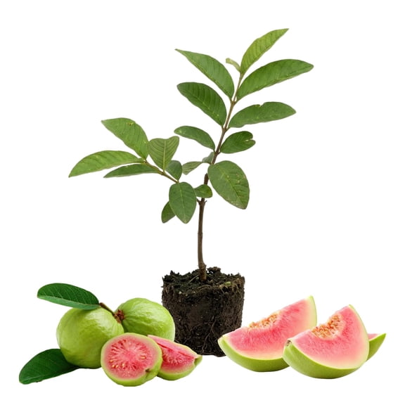 Pink Guava Tree Live Plant 47 Inches Tall, Sweet Guava Fruit Tree Seedling, Tropical Outdoor or Container Plant