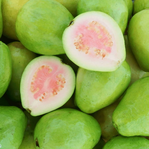 Pink Guava Tree Live Plant, 4 to 8 Inch Hardy and Well-Rooted Guava for Garden Growing