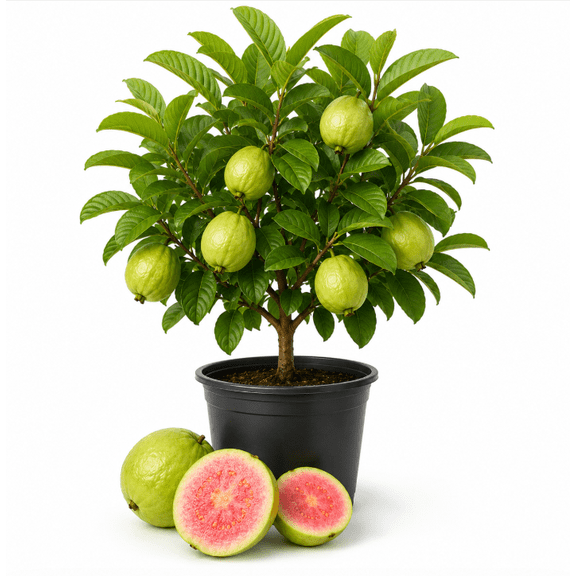 Pink Guava Tree Live Plant 8-10 Inch Tall, Tropical Guava Fruit Tree Seedling for Outdoor Garden, Patio and Container Growing