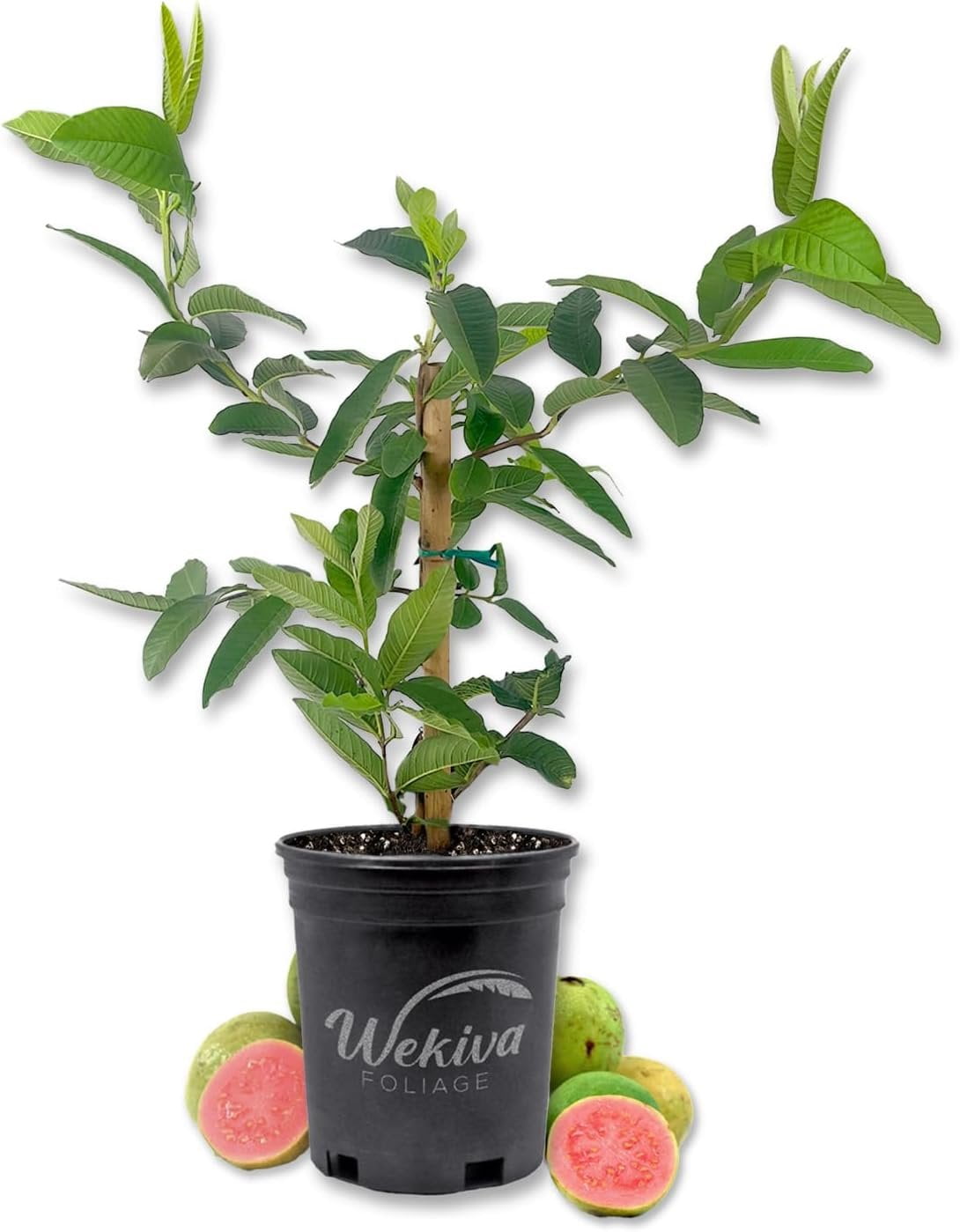 Pink Guava Tree - Live Plant in a 1 Gallon Pot - Psidium Guajava - Edible Fruit Bearing Tree